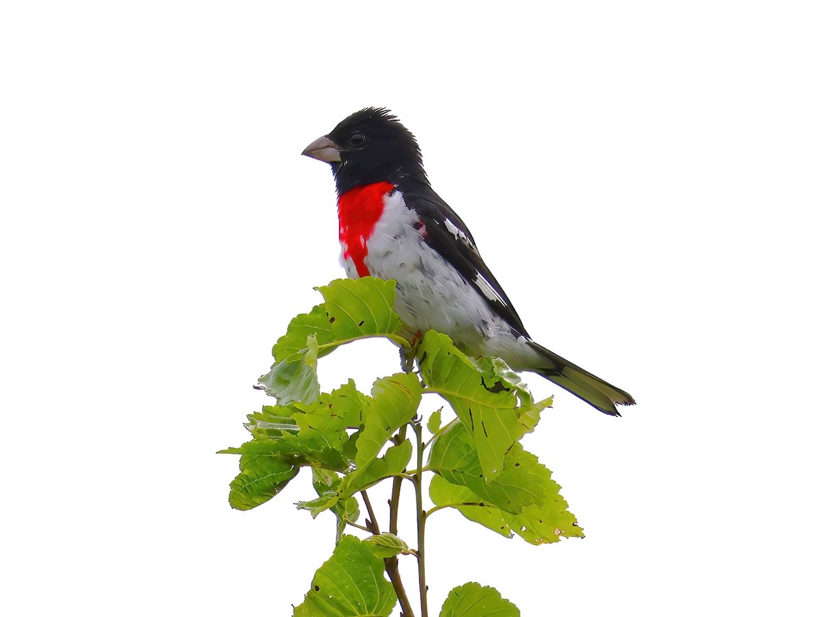 Rose-breasted Grosbeak - ML639336912