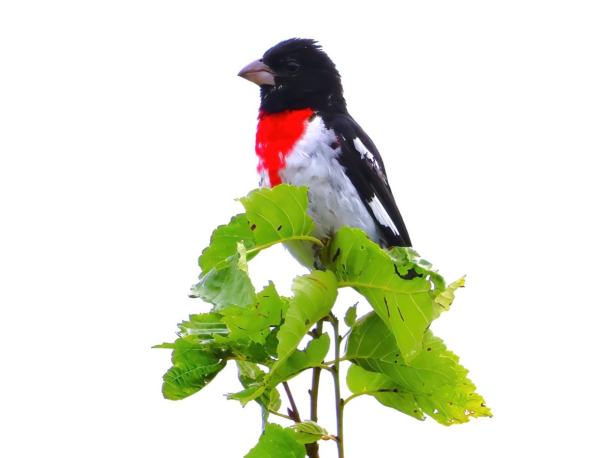 Rose-breasted Grosbeak - ML639336913