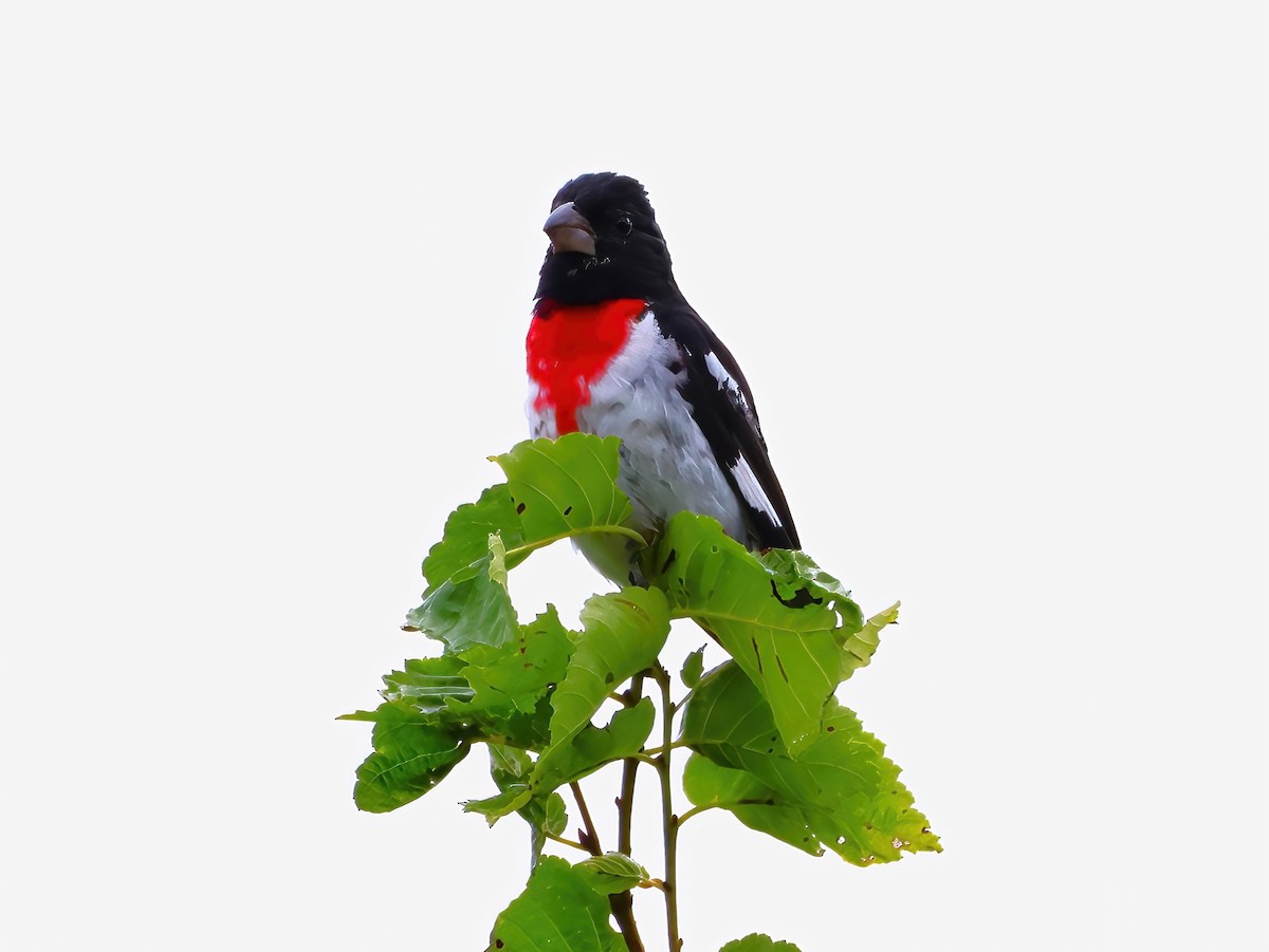 Rose-breasted Grosbeak - ML639336914
