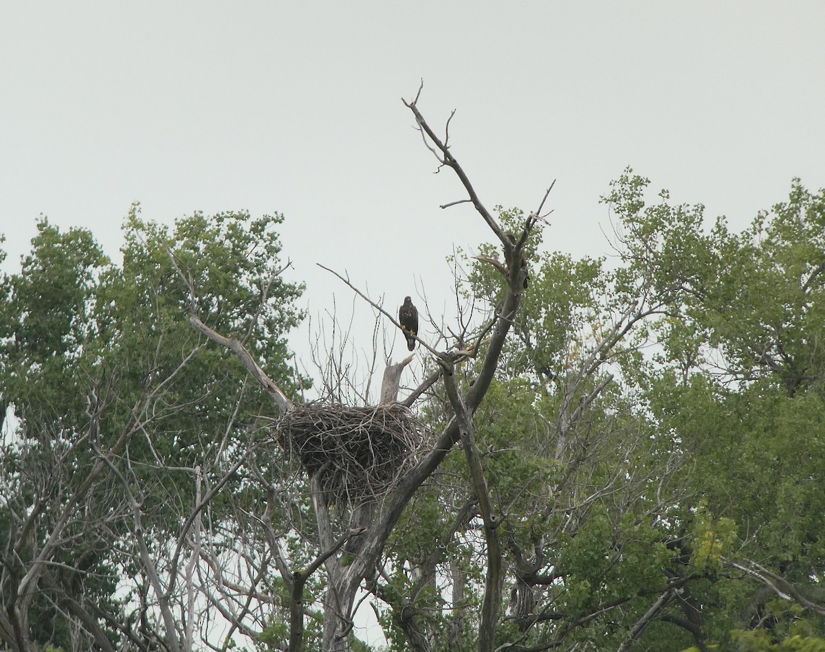 Bald Eagle - ML639336915