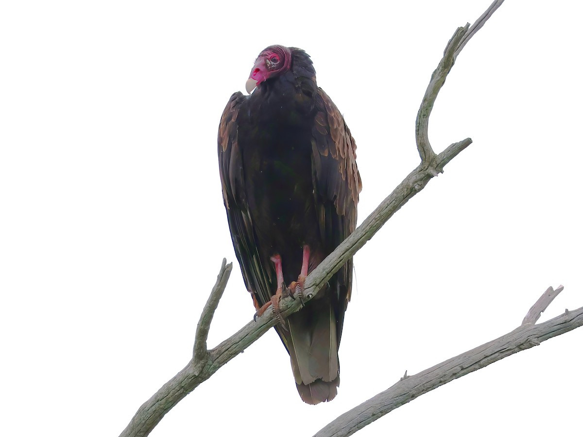 Turkey Vulture - ML639336993