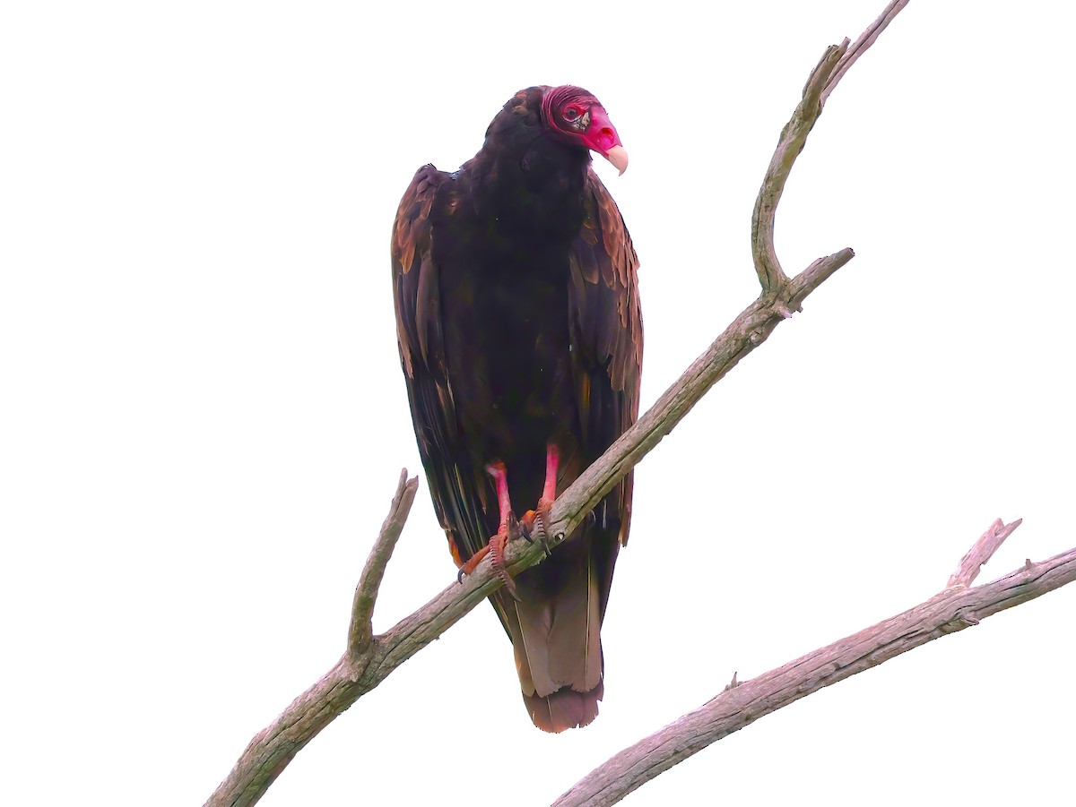 Turkey Vulture - ML639336994