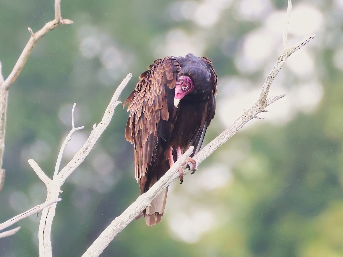 Turkey Vulture - ML639336995