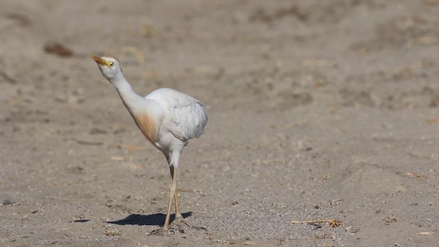 Western Cattle-Egret - ML639337055