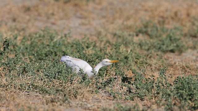 Western Cattle-Egret - ML639337056