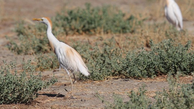 Western Cattle-Egret - ML639337057