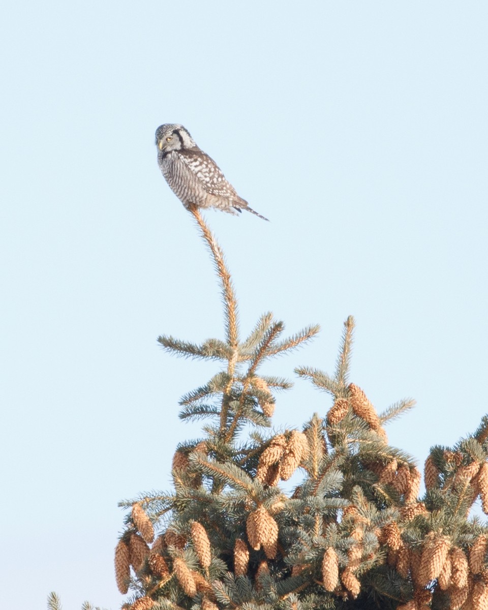 Northern Hawk Owl - ML639337125