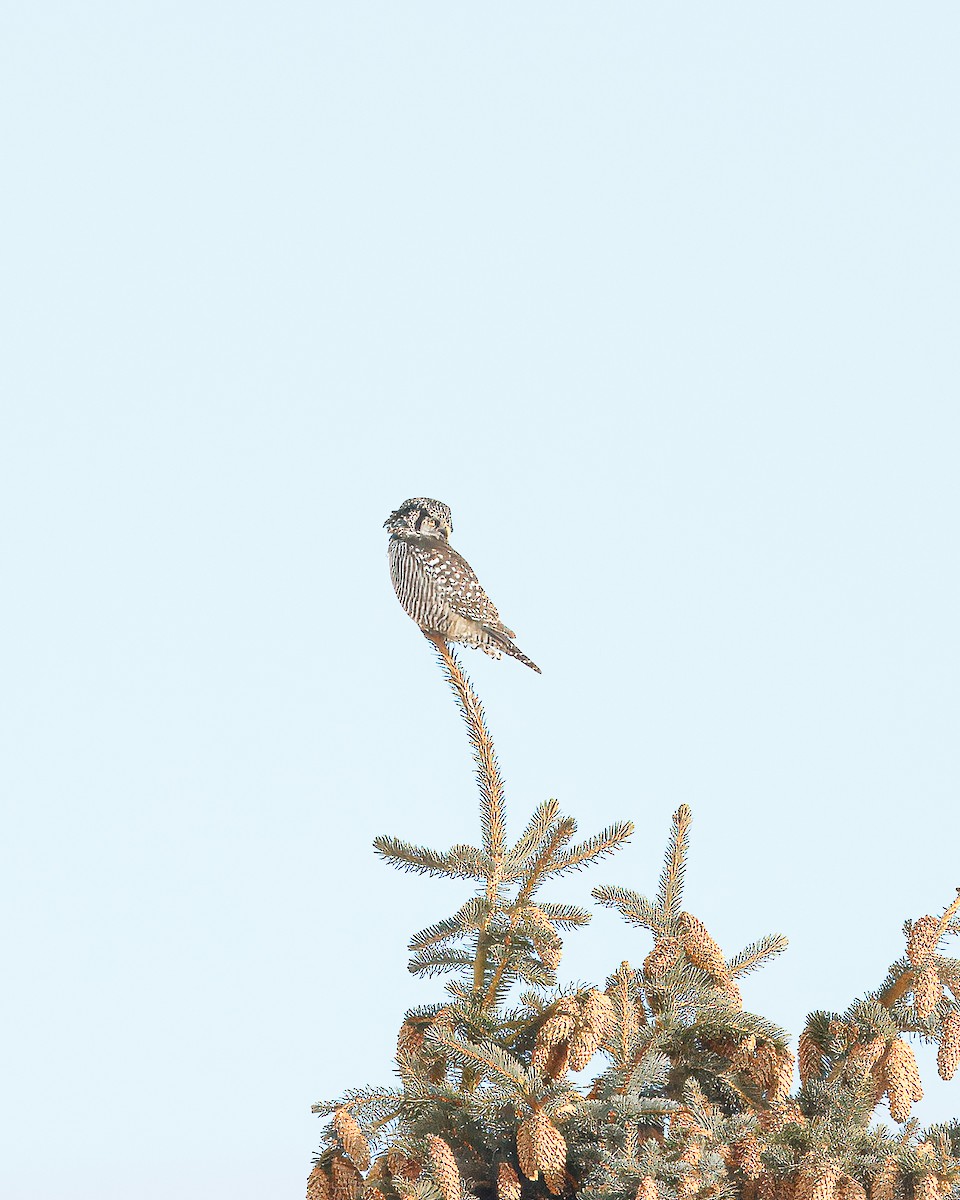 Northern Hawk Owl - ML639337126