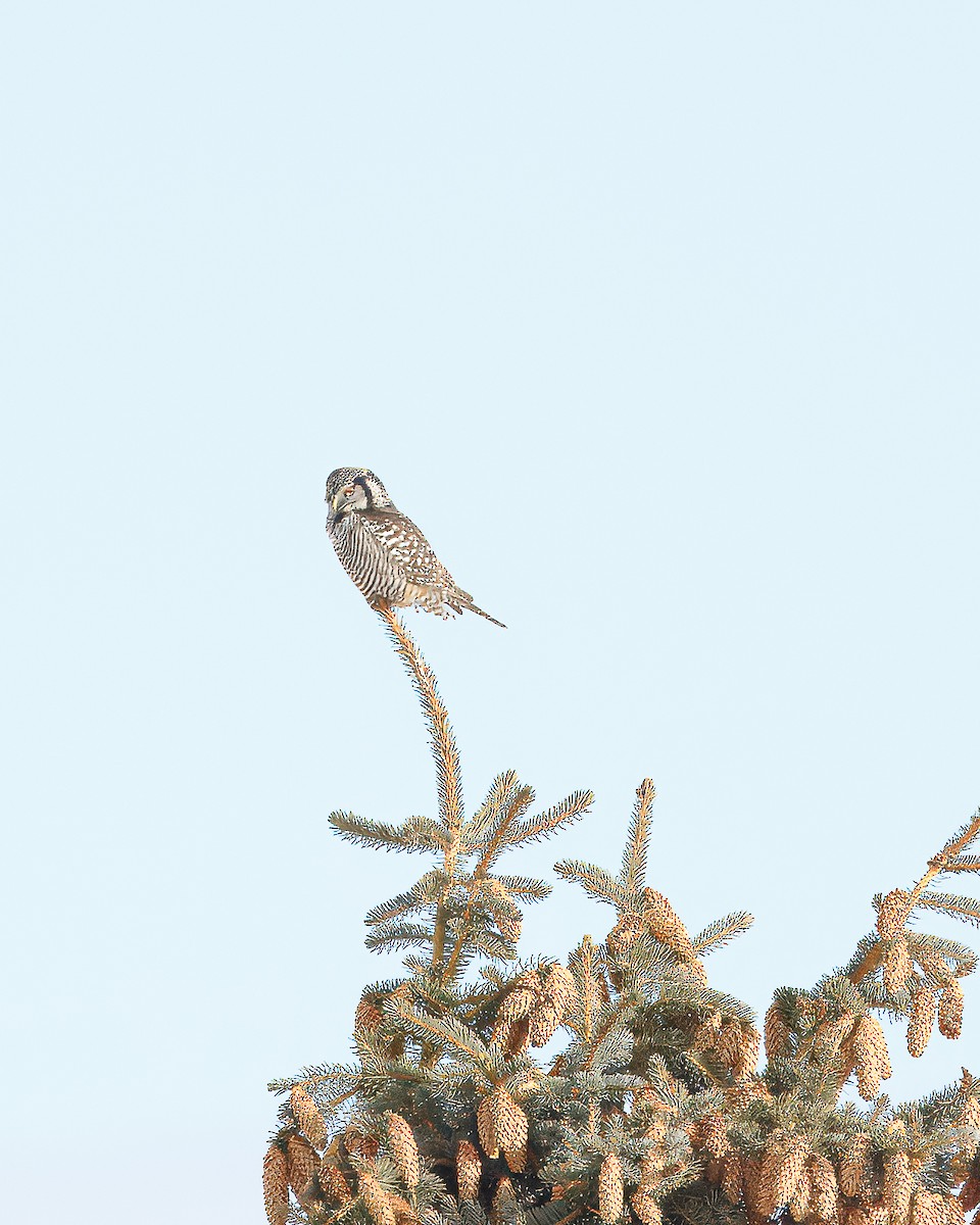 Northern Hawk Owl - ML639337127