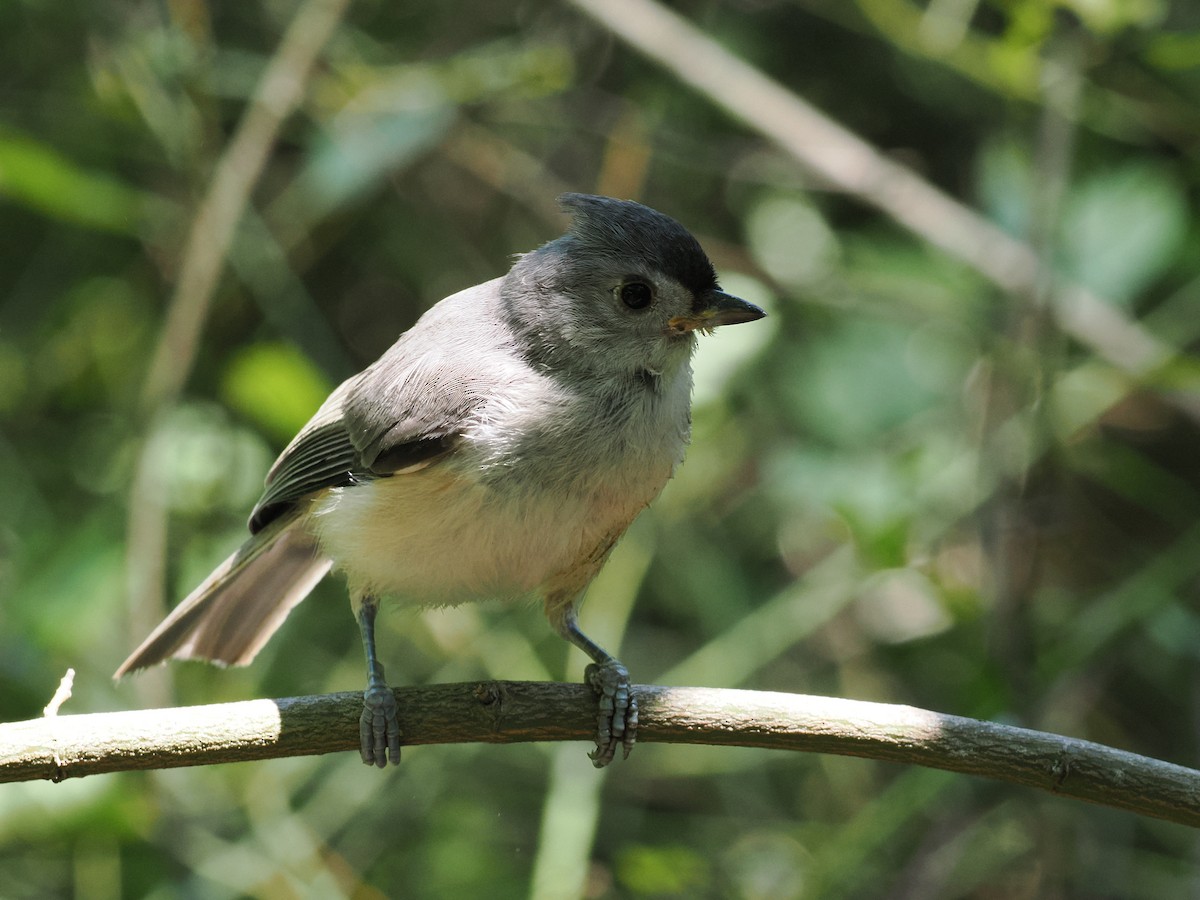 Tufted Titmouse - ML639337147