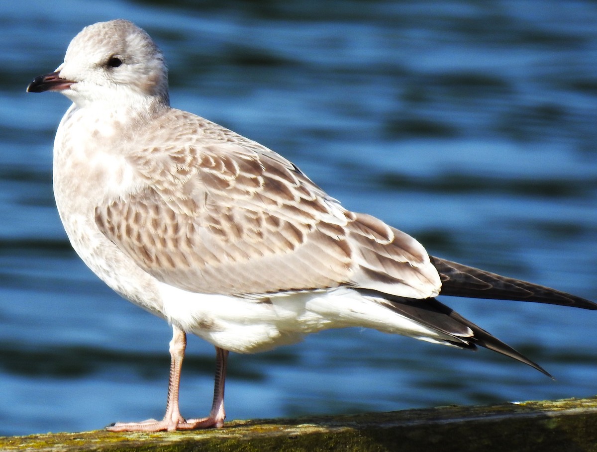 Common Gull (European) - ML639337186
