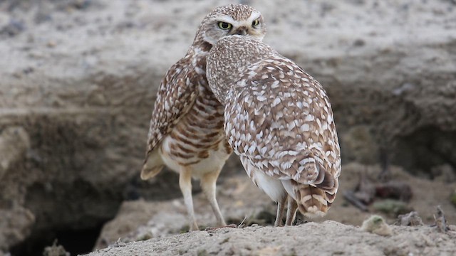 Burrowing Owl - ML639337222