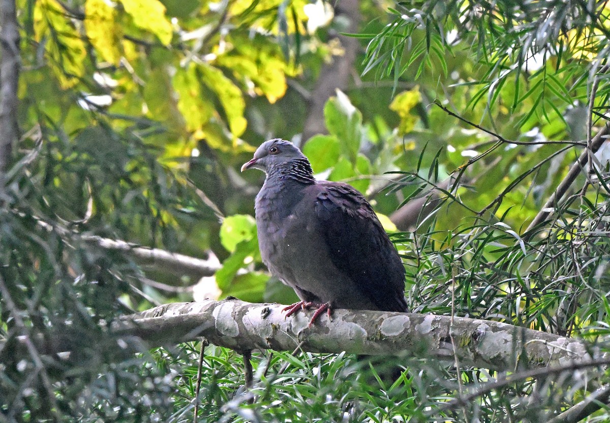 Pigeon d'Elphinstone - ML639337234