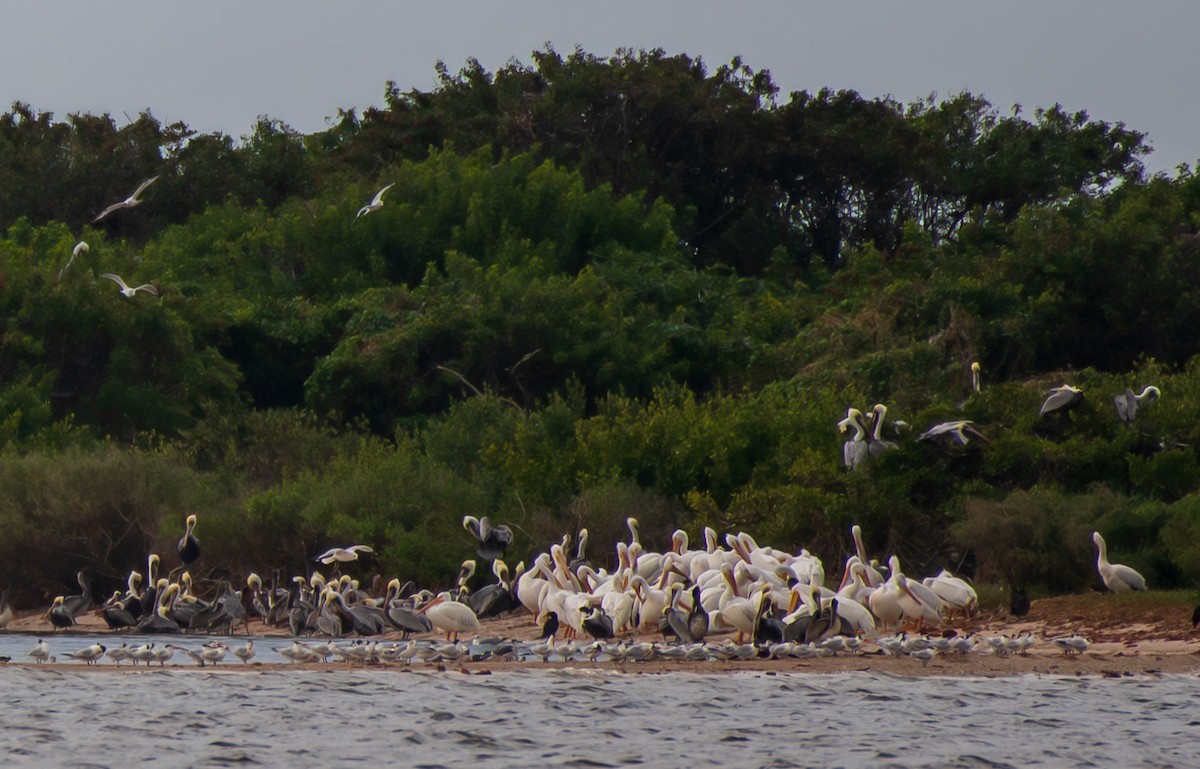 American White Pelican - ML639337306