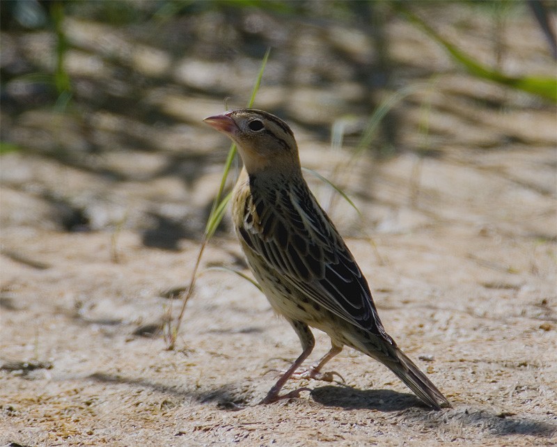 Bobolink - ML639337352