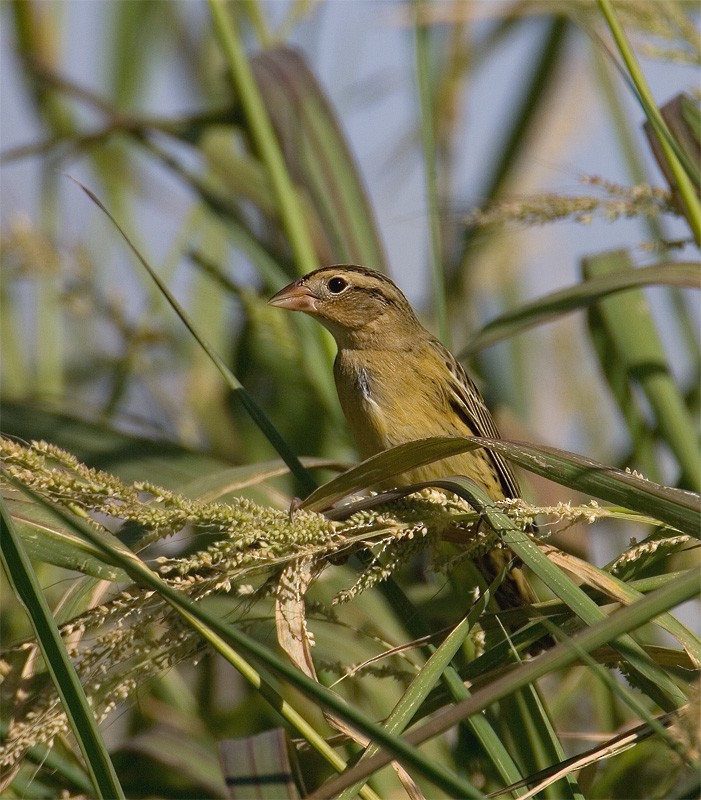 Bobolink - ML639337354