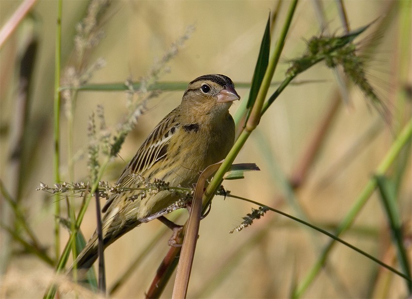 Bobolink - ML639337355