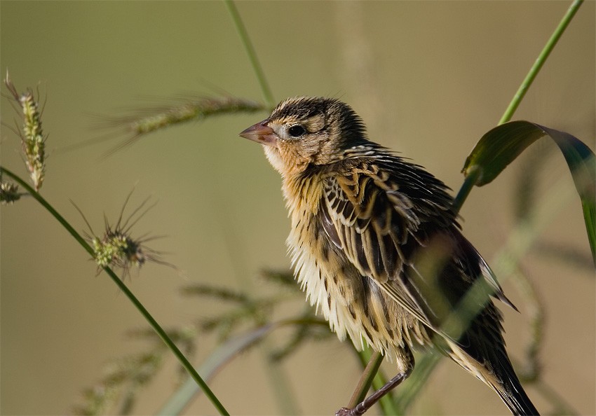 Bobolink - ML639337356