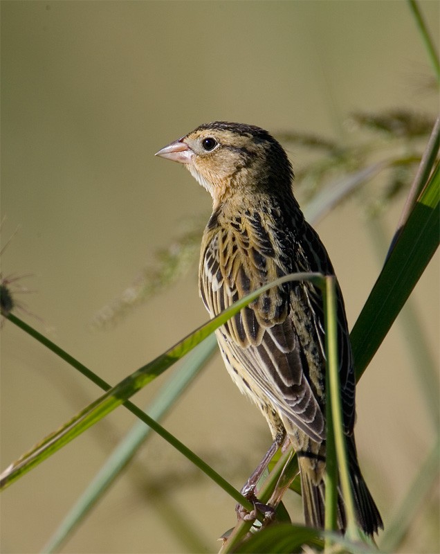 Bobolink - ML639337357