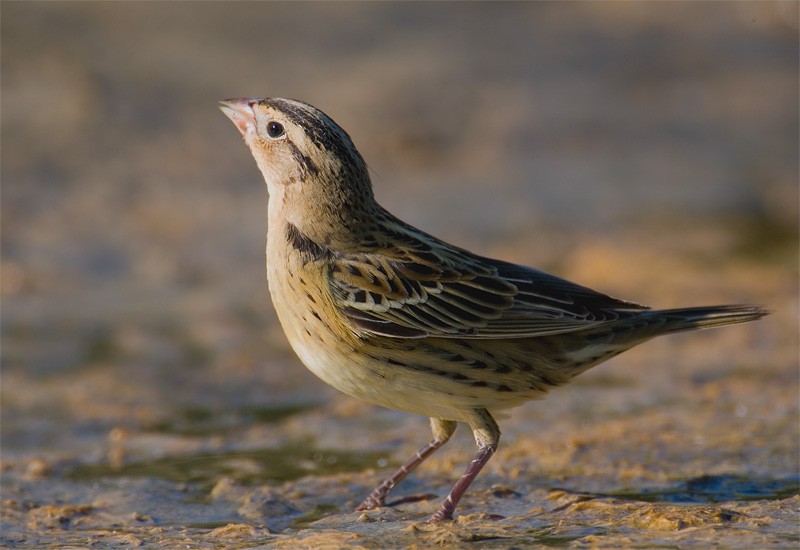 Bobolink - ML639337358