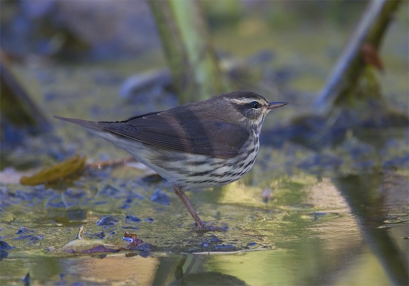 Northern Waterthrush - ML639337435