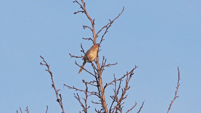 Rock-loving Cisticola - ML639337530