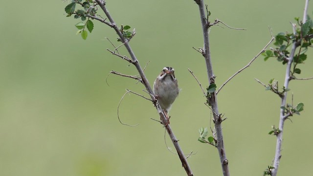 Clay-colored Sparrow - ML639337545