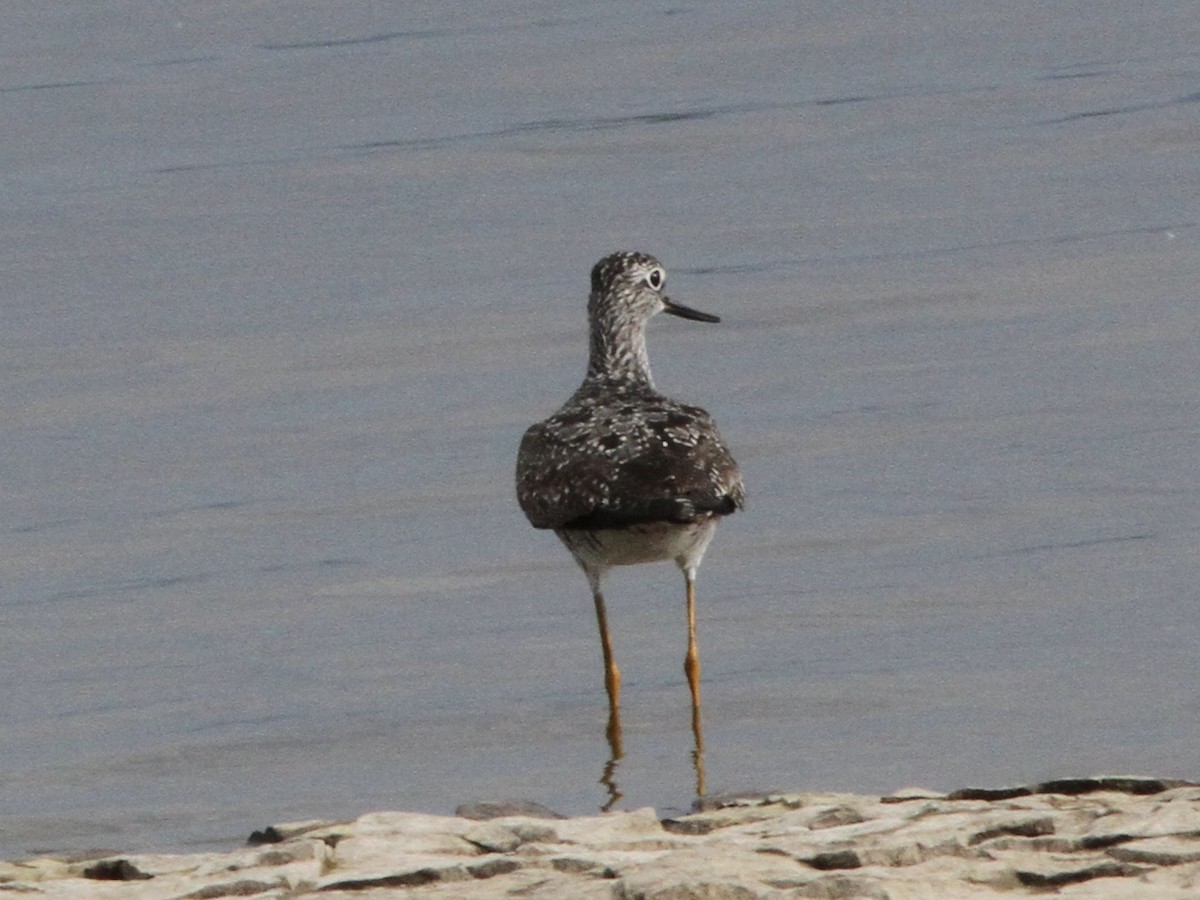 ביצנית עקודה - ML639337773