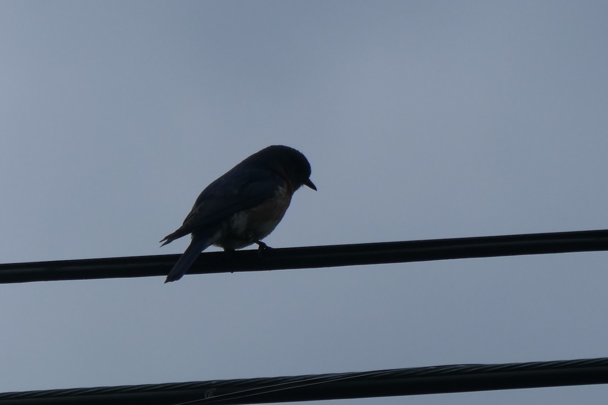 Eastern Bluebird - ML639337790