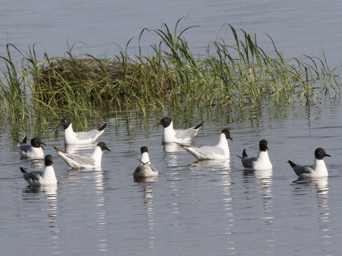 שחף אמריקני - ML639337814