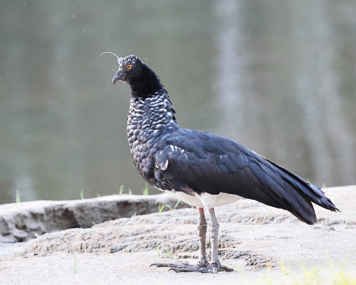 Horned Screamer - ML639337836