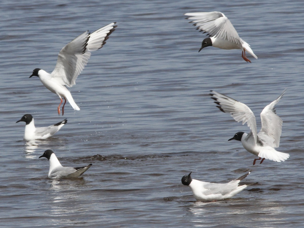 שחף אמריקני - ML639337837