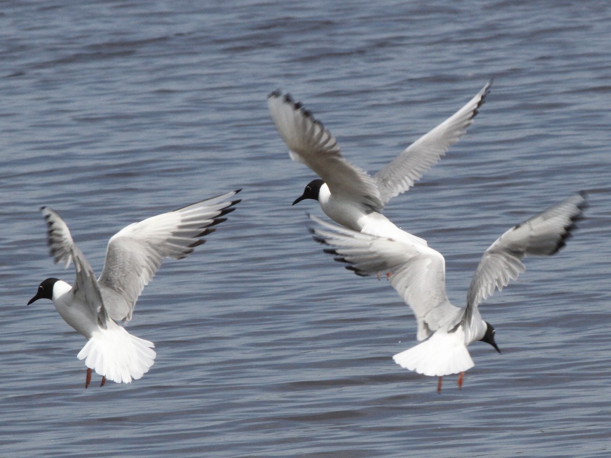 שחף אמריקני - ML639337858