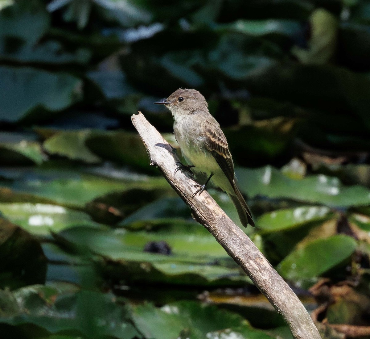 Willow Flycatcher - ML639337865
