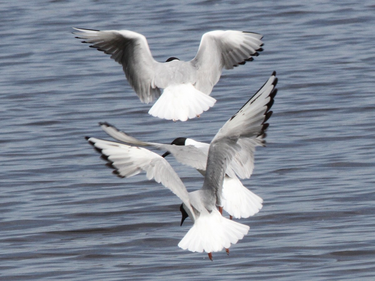 שחף אמריקני - ML639337871