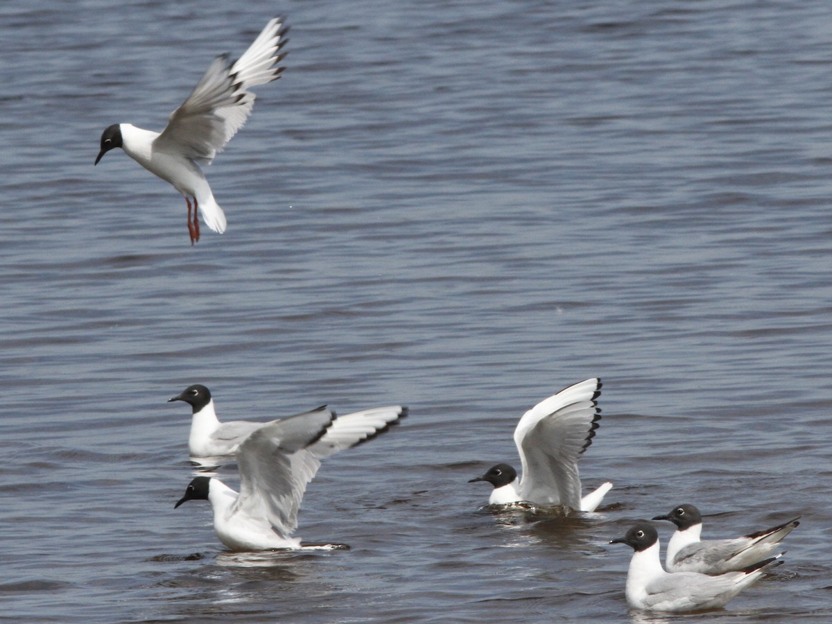 שחף אמריקני - ML639337887