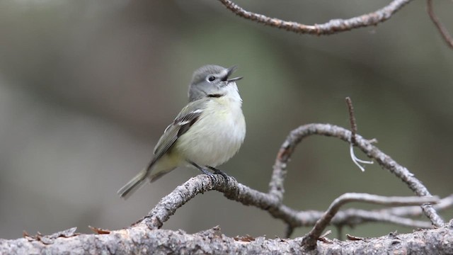 Cassin's Vireo - ML639337905