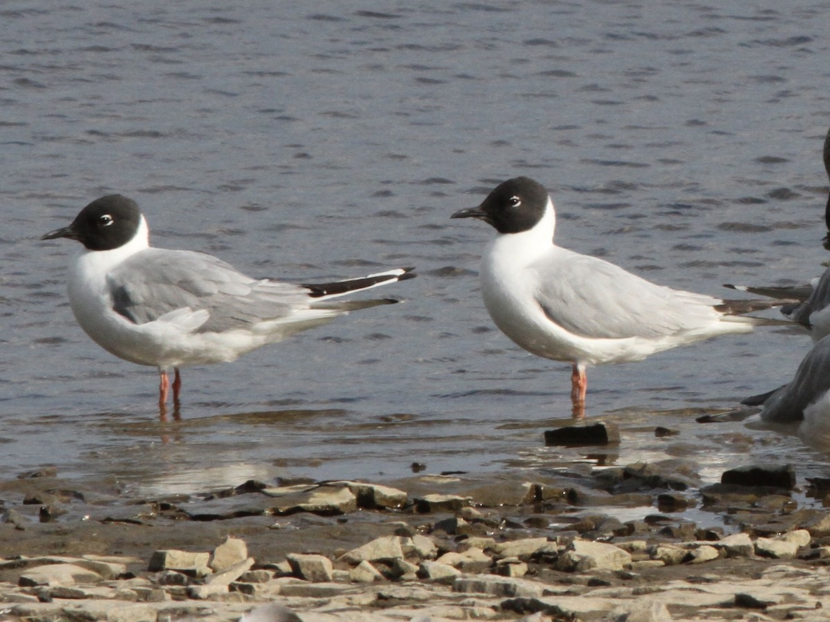 שחף אמריקני - ML639337924