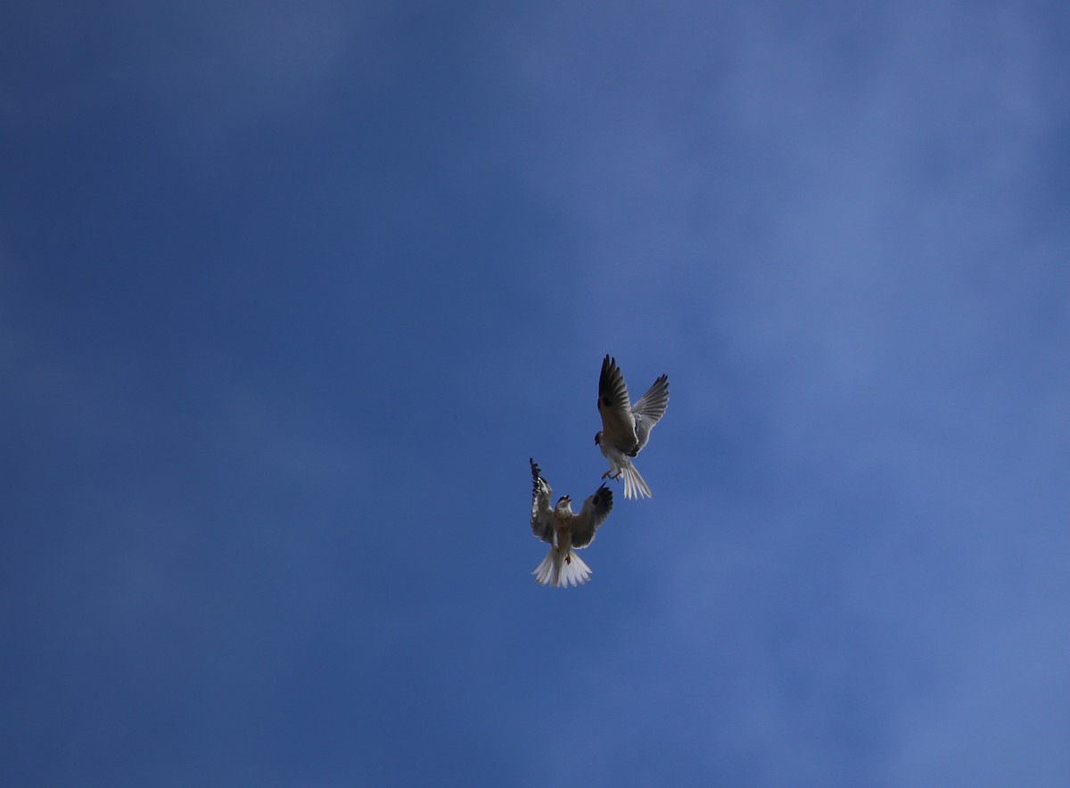 White-tailed Kite - ML639337941