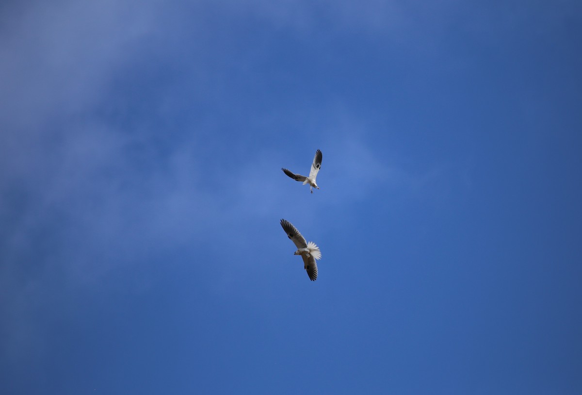 White-tailed Kite - ML639337942