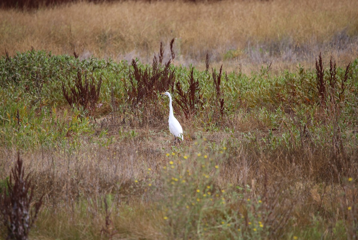 Great Egret - ML639337957
