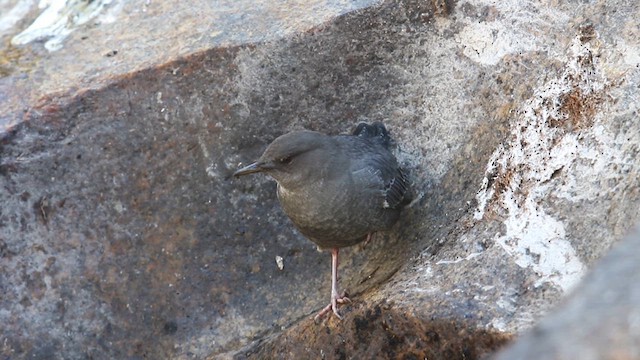 American Dipper - ML639337995