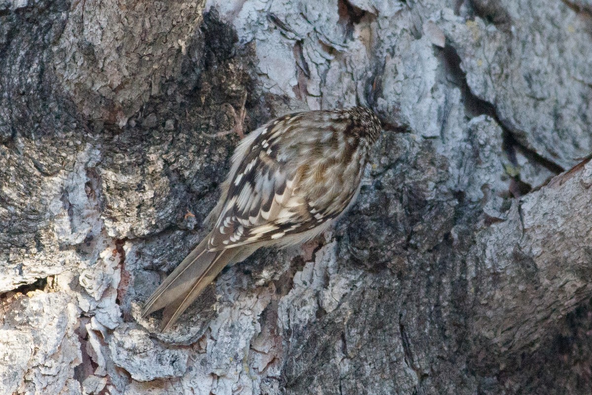 Brown Creeper - ML639338057