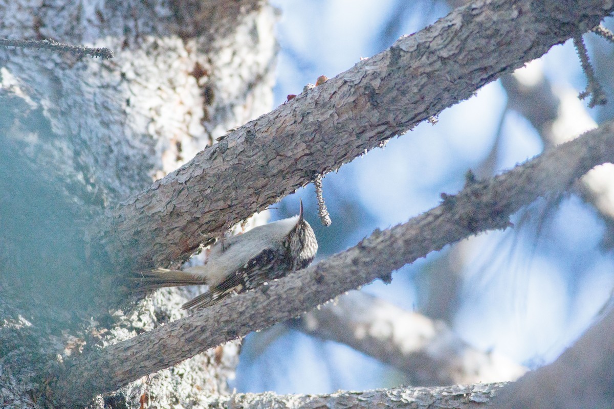 Brown Creeper - ML639338058