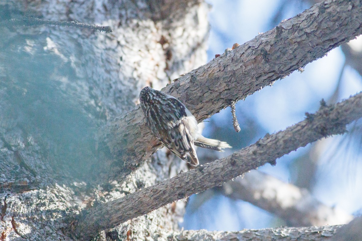Brown Creeper - ML639338059