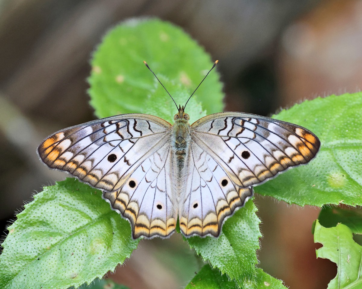 White Peacock - ML639338072