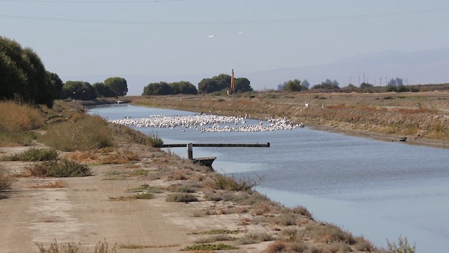 American White Pelican - ML639338086