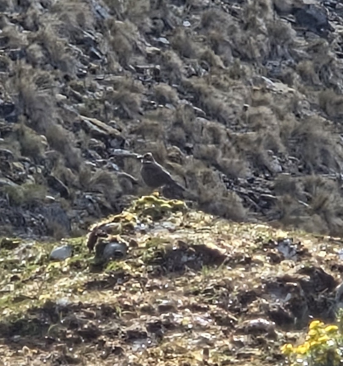 Royal Cinclodes - ML639338088