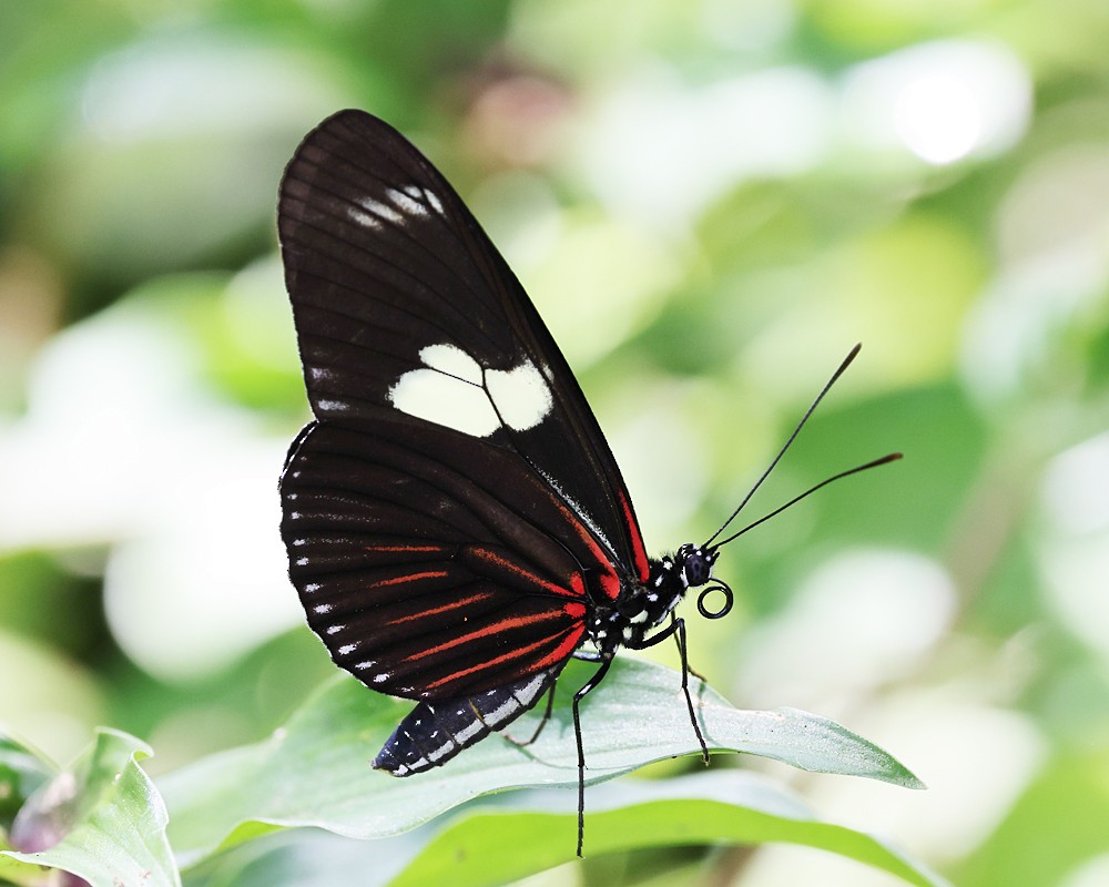 Doris Longwing - ML639338115