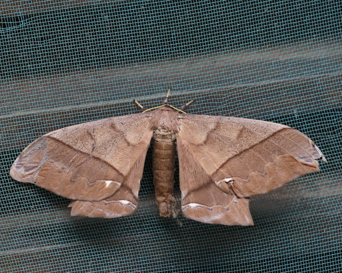 giant silk moth - ML639338136